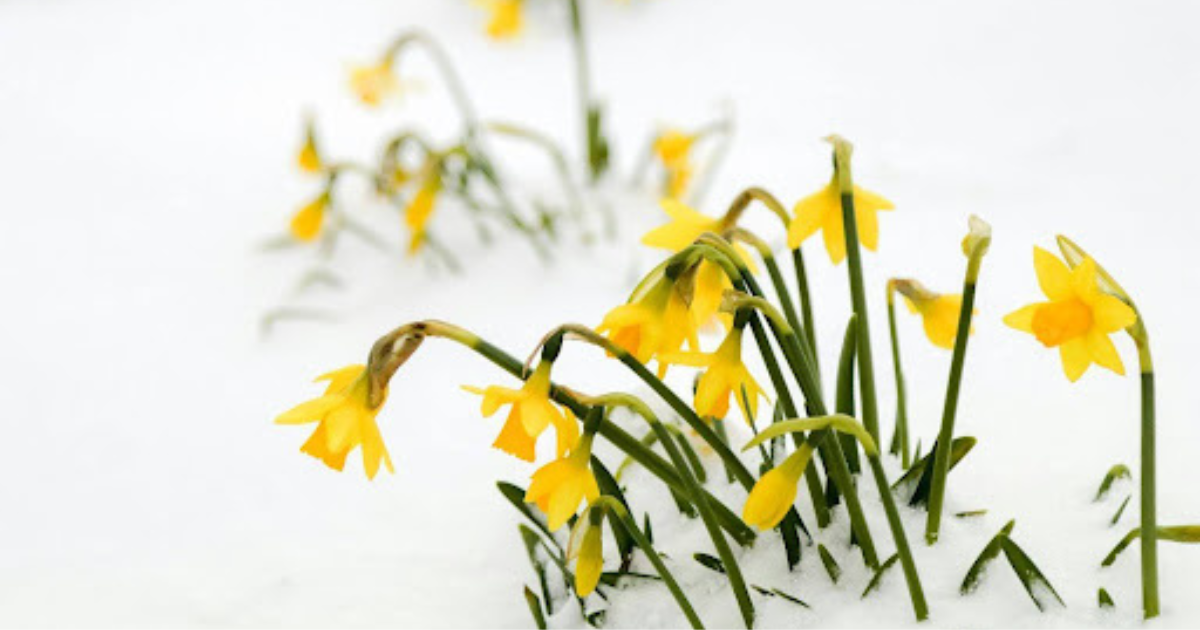 Daffodil flowers blooming through snow