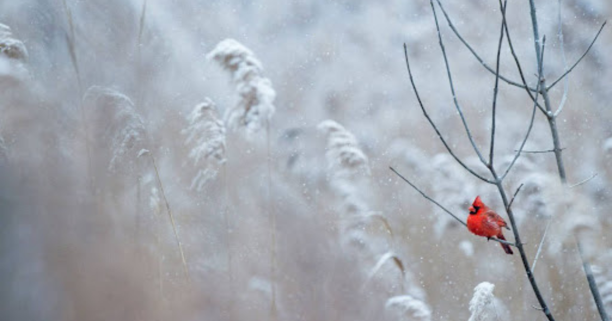 a red cardinal bird perched on a branch in winter
